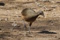 Plain Chachalaca 2014-01-26_1